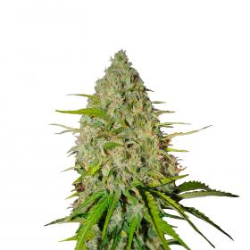 Grapefruit Auto